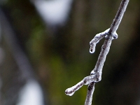 38095CrLe - Aftermath of the Ice Storm (Death of a Maple).JPG
